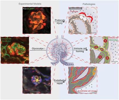 New Endothelial Mechanisms in Glomerular (Patho)biology and Proteinuria Development Captured by Intravital Multiphoton Imaging